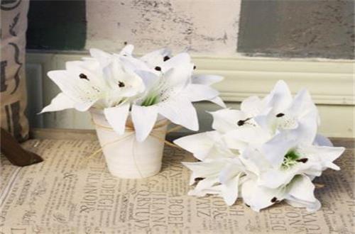 什么季节适合栽培茶辣苗，茶辣苗种植和播种的方法有哪些