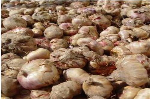 草药王之称的竹节参种植前景如何？能赚钱吗