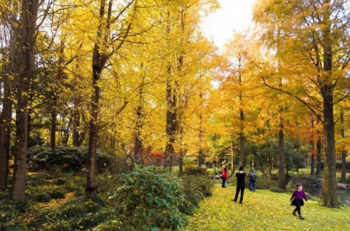 怎么给百子莲浇水？
