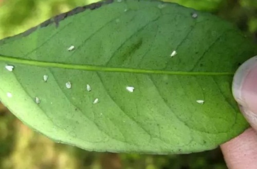 不同的鲜花养护技巧是什么？
