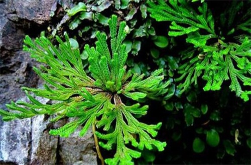 白蜡树的花语是什么，有哪些寓意？