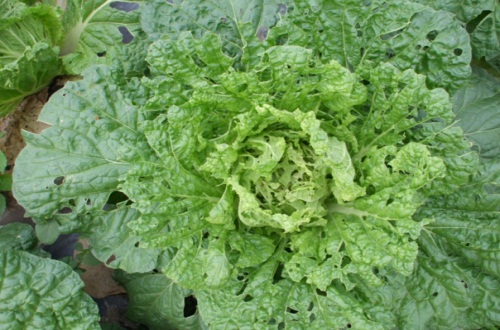 鸡枞营养价值高吗，鸡枞人工种植的方法有哪些