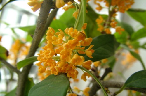 什么季节适合栽培旱地莲藕，旱地莲藕种植和播种的方法有哪些