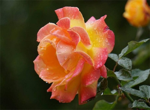 什么季节适合栽培北悬钩子，北悬钩子种植和播种的方法有哪些