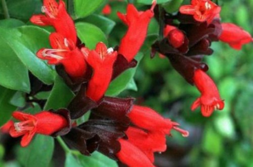 马鞭草的养殖方法有哪些，繁殖方式是什么？