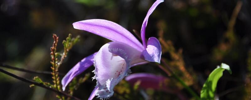 木腰子泡酒的方法是什么？简单几步教你泡出治疗病症的好药酒！