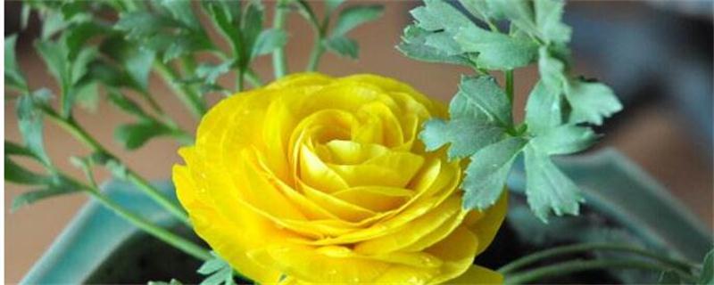 家里种植的矮牵牛怎么过冬？