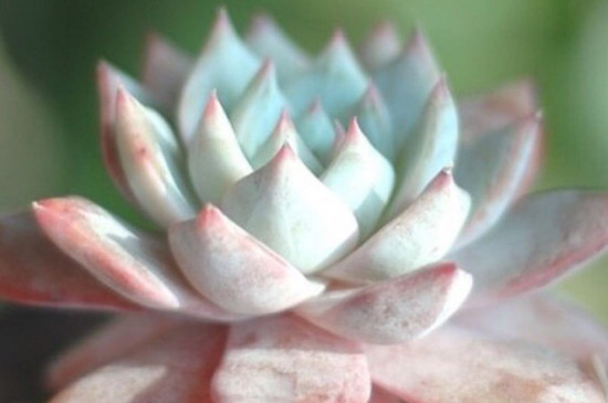 北美冬青适合用什么土壤种植？