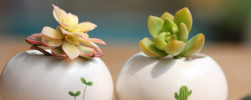 家里怎么盆栽君子兰，有哪些盆栽技巧