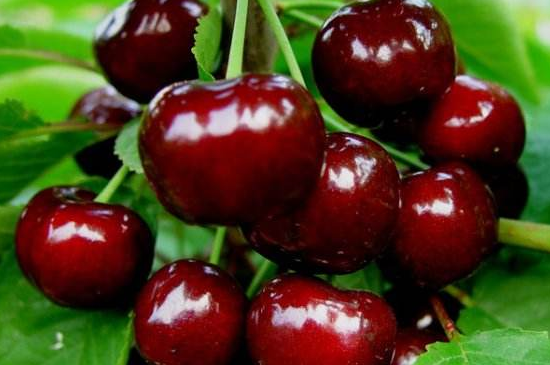 如何选购健康的花苗