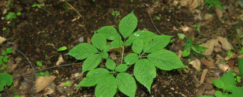 如何种植金银花种子？