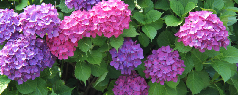 什么季节适合栽培荷花，荷花种植和播种的方法有哪些