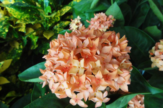 怎样种植和护理紫罗兰？让你也能拥有一盆美丽的紫罗兰