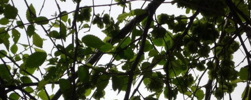 冬天种的菜为何更清甜，十一月还能种哪些菜