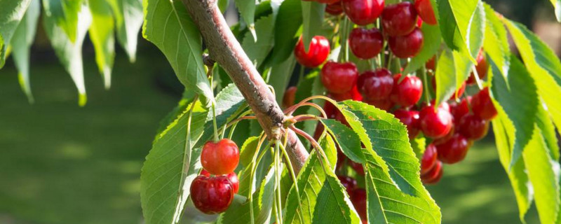冬天到了草莓怎么办，草莓冬天能种植吗