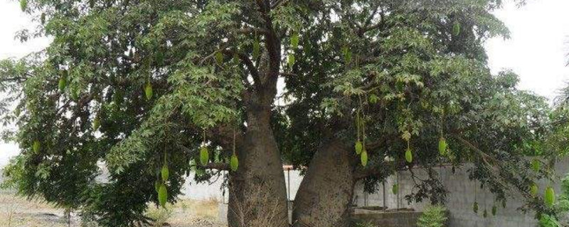 澳洲杉怎么浇水才能保证茁壮成长？