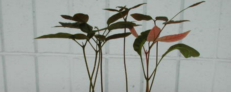 每天应该给白车轴草浇多少水，才能保证健康生长？