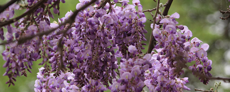 水培红掌冬季养护