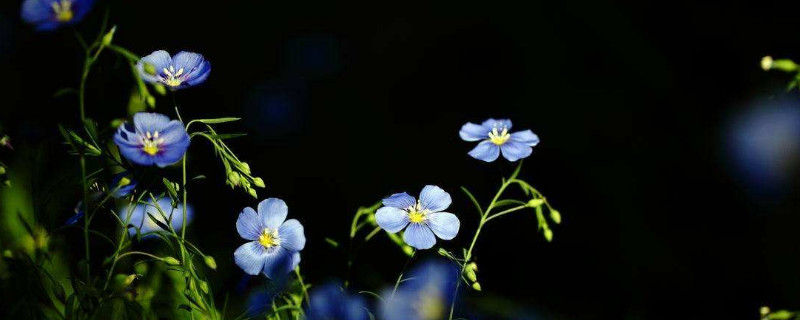 茄子花柱短的原因及解决方法