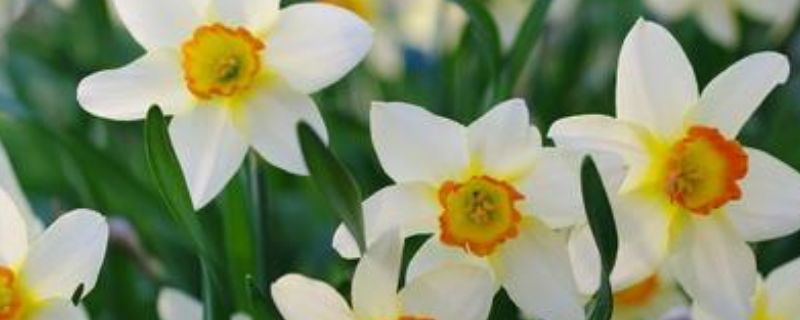 怎么养好钱串子推荐