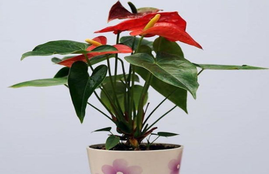 空气净化类植物的种类和特点