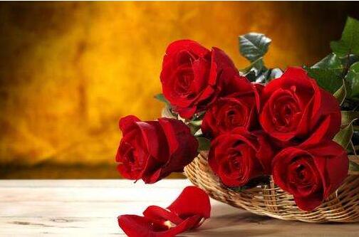 玫瑰的养护技巧