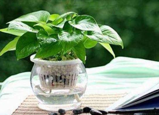 向日葵的养护指南