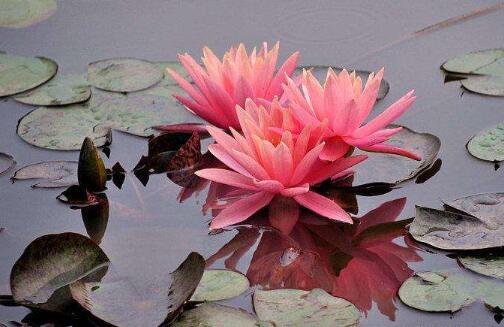 桑葚酒的简易酿制方法