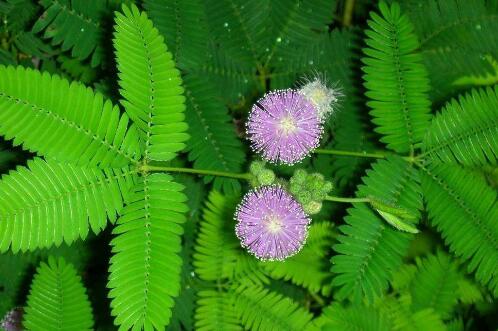 君子兰怎么养才能开花推荐