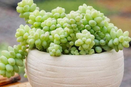 【健康小常识】大蒜有哪些神奇的保健功效？