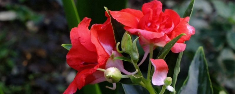 草本植物有哪些