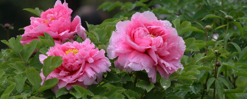 看牡丹的最佳时间