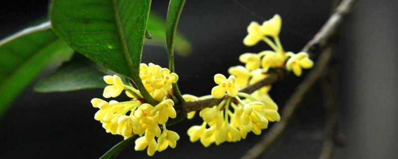 桂花分类