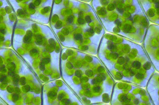 什么是植物制造养料所必需的原料