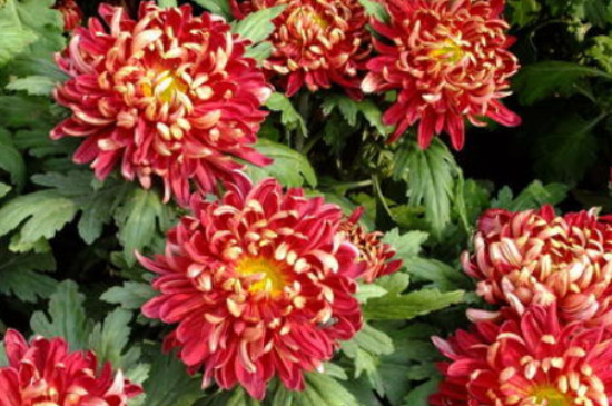 菊花开完花后要全部剪掉吗