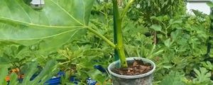 无花果十二月份可以扦插吗