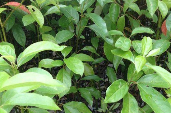 香樟是裸子植物还是被子植物