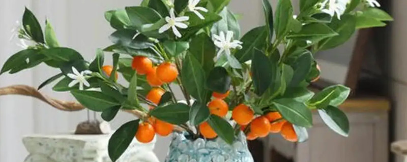 金桔树冬天怎么养才能安全过冬?