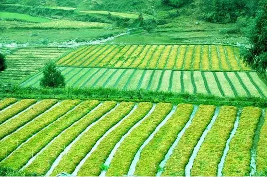 海花草适合什么土质种植