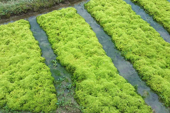 海花草适合什么土质种植