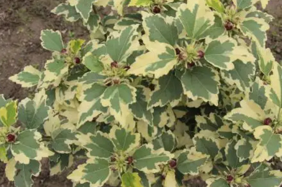 木槿花冬季的养殖方法和注意事项有哪些