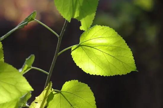 开花植物的身体分为哪六个部分