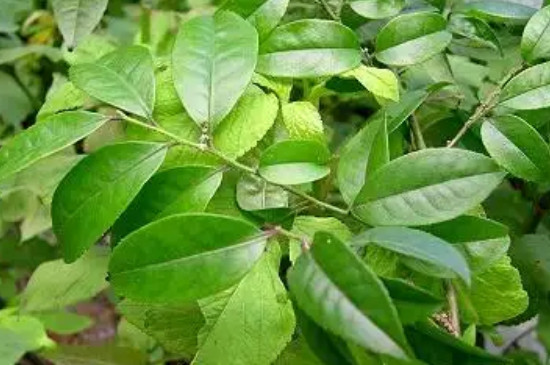 毛冬青是什么植物