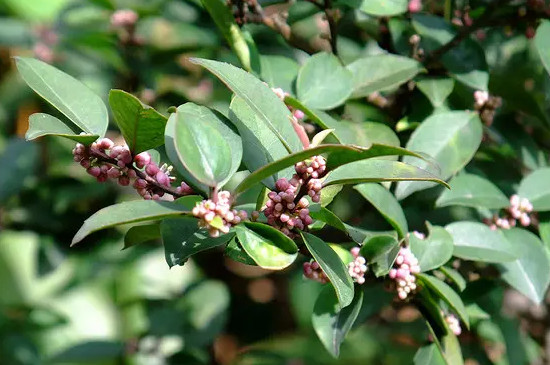 毛冬青是什么植物