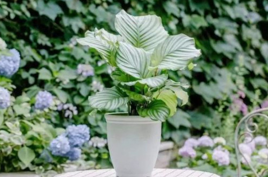 青苹果竹芋的养殖方法和注意事项