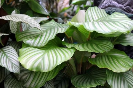 青苹果竹芋的养殖方法和注意事项