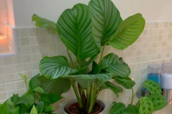 青苹果竹芋的养殖方法和注意事项