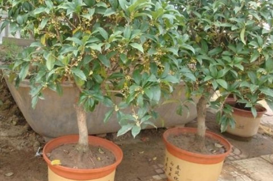 桂花的养殖方法和注意事项 盆栽