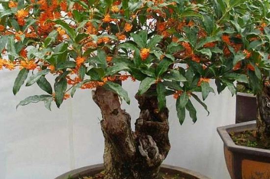 桂花的养殖方法和注意事项 盆栽