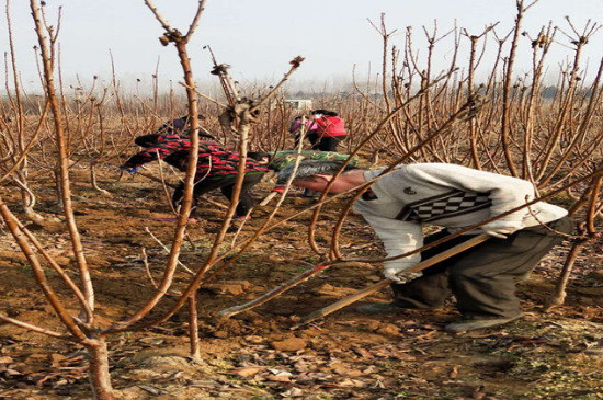 车厘子怎么种才能结果